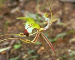 AFI022: Green Spider Orchid