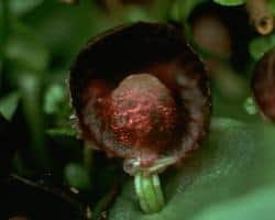 AFI043: Red Helmet Orchid